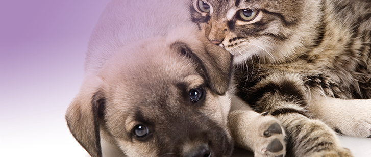 Tierkrankenversicherung